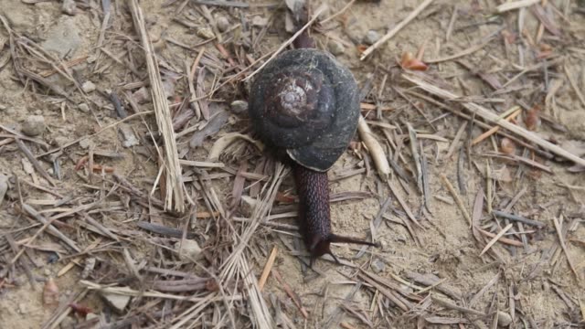 Redwoods - snail.