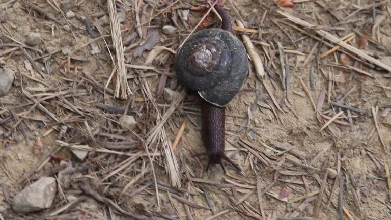 Redwoods - snail.