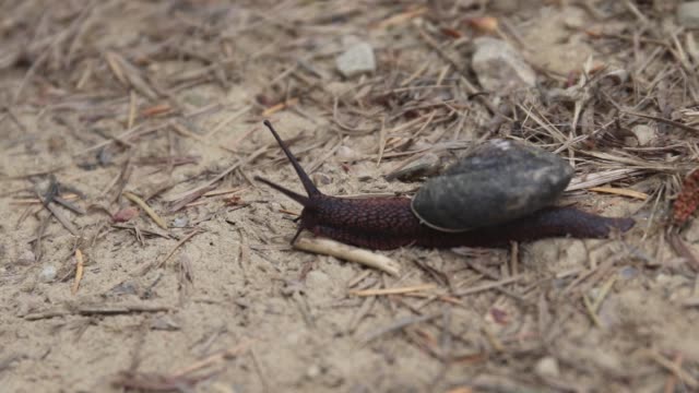 Redwoods - snail.