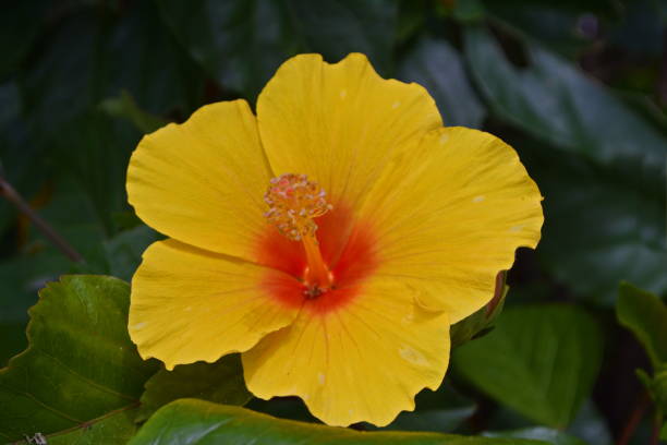 istock Beautiful hibiscus flower 962709390