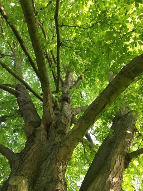 istock Horse chestnut tree at the Cathedral Green in Exeter, UK - May 2018 962709404
