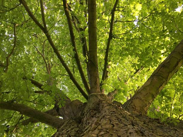 istock Horse chestnut tree at the Cathedral Green in Exeter, UK - May 2018 962709438