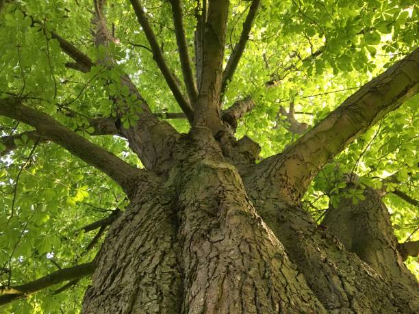 istock Horse chestnut tree at the Cathedral Green in Exeter, UK - May 2018 962709470