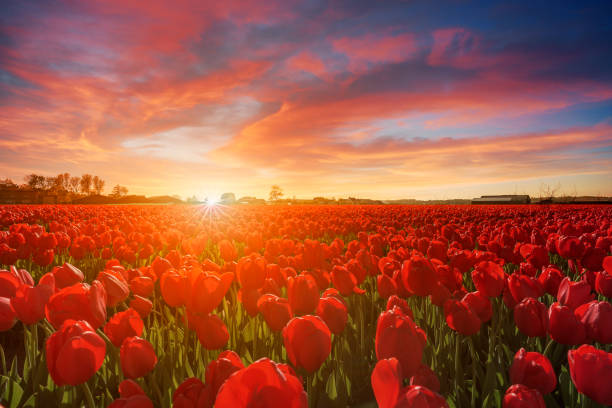 istock Endless white hyacinths fields at the sunset moment with a burning chaotic sky 962710248