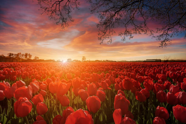 istock Endless white hyacinths fields at the sunset moment with a burning chaotic sky 962710252