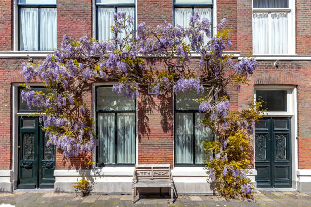 arco de flores de color púrpura glicinia cubren la fachada, puerta de entrada de un edificio bajo una luz brillante sol de primavera - wisteria fotografías e imágenes de stock