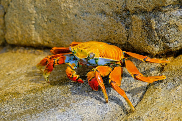 istock Beautiful Sally Lightfoot Crab, Grapsus grapsus, on rocks, Pacific Ocean Coast, Tocopilla, Chile 962713612