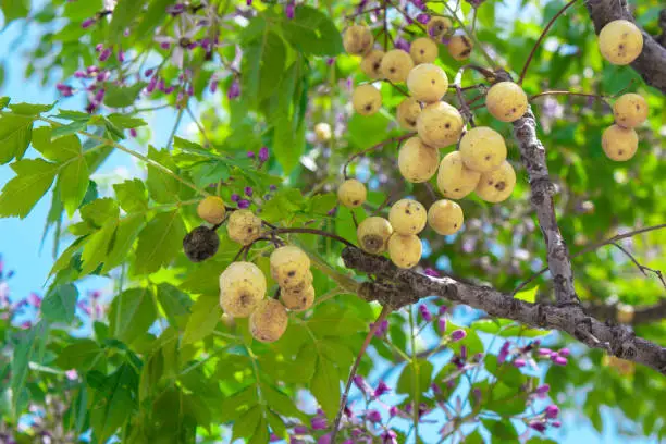 a bunch of little yellow fruits on a tree with purple flowers and green leaves with sky background.