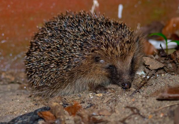 istock Hedgehog Close up at night with tick 962717014