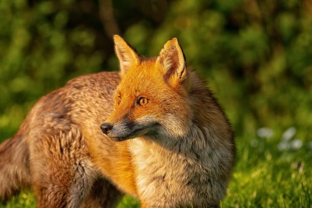 istock female juvenile wild red fox 962720072