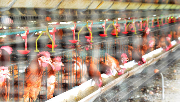 oeufs de poulets chez les volailles ou élevage derrière métal fil net, floue fil métal mise au point nette et sélective à poulets - bird netting cage birdcage photos et images de collection
