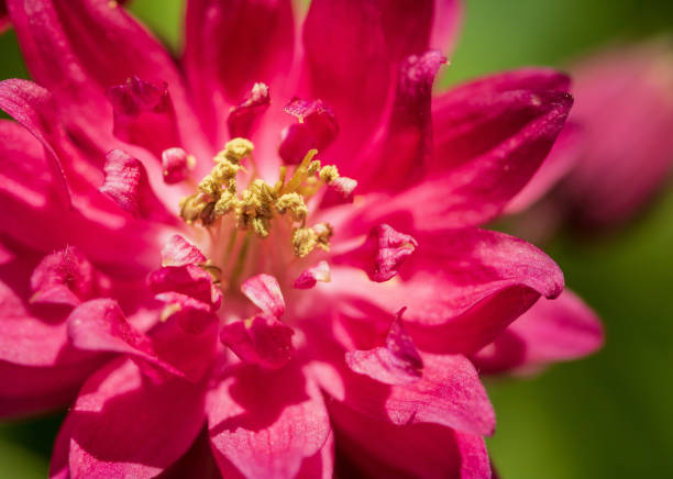 istock Columbine 