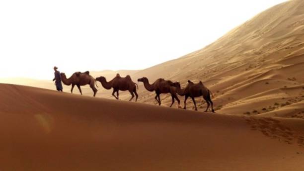 istock Camels and Desert of Inner Mongolia 962721182