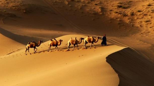 istock Camels and Desert of Inner Mongolia 962721184