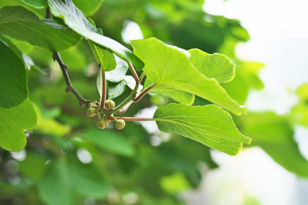 istock Flower of the kiwi fruit 962721392