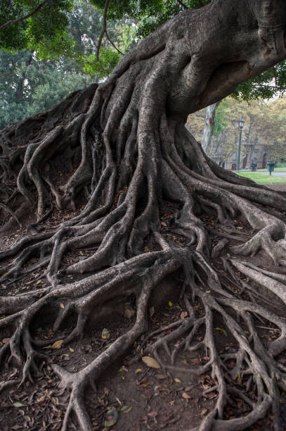 istock Old roots in the city 962722610