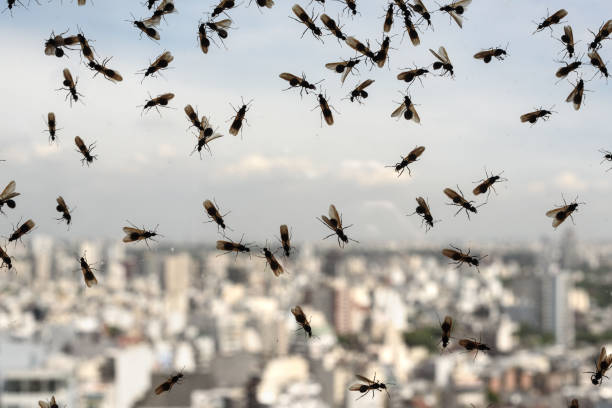 plaga de hormigas - hormiga fotografías e imágenes de stock