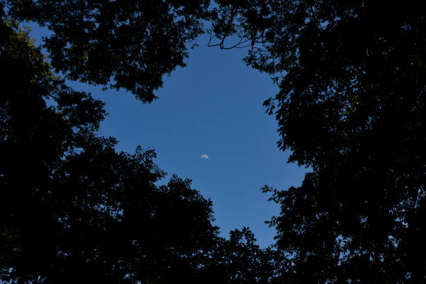 Looking up at natural frame of treetops against clear sky.