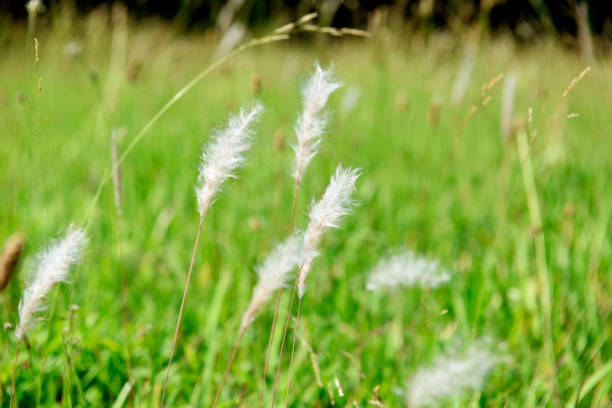 Close-up of Foxtails with shallow depth of field.