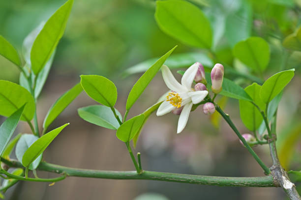 istock Flower of the lemon 962731740