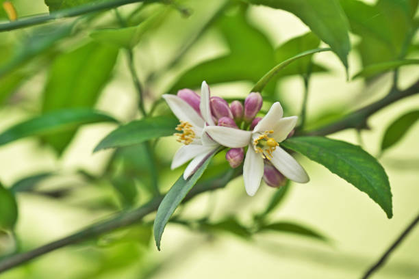 istock Flower of the lemon 962731766
