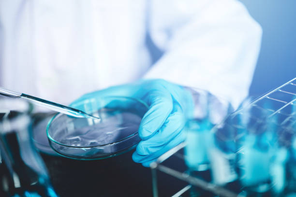 scientist dropping chemical liquid to petri dish in lab glass laboratory chemical test,laboratory research concept - disco de petri imagens e fotografias de stock