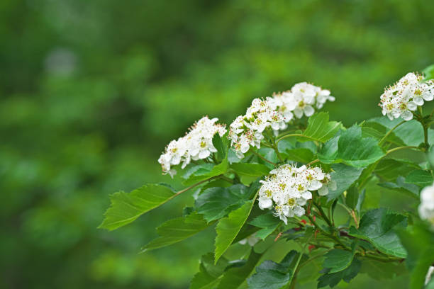 istock Crataegus pinnatifida 962735078