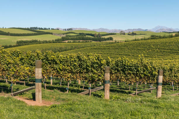 viñedos vides de sauvignon blanc en la región de marlborough, nueva zelanda - marlborough region zealand new new zealand fotografías e imágenes de stock