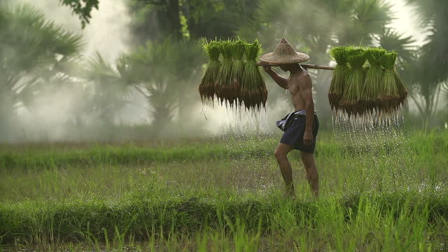 Farmers grow rice in the rainy season. He was soaked with water and mud to be prepared for planting.