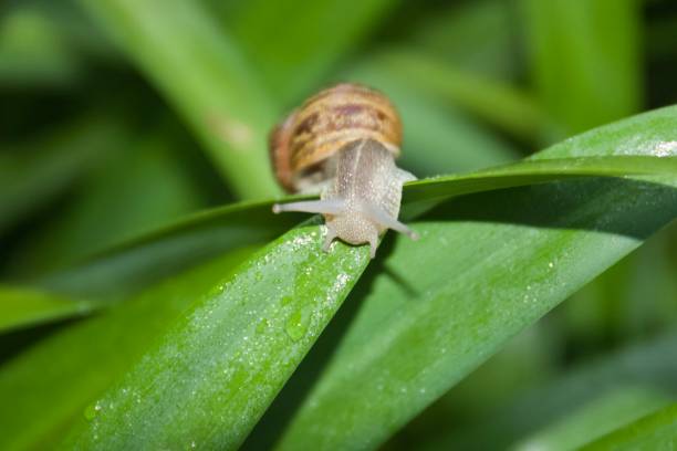 istock Santa Rosa, California snail, flowers. 962737476