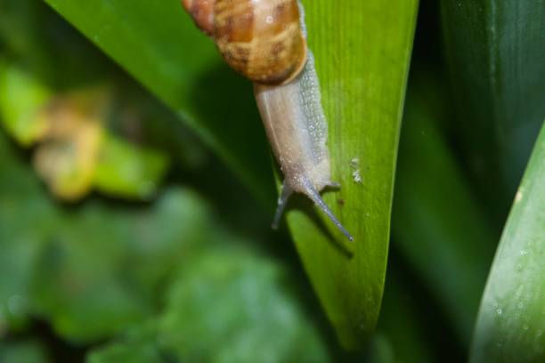 istock Santa Rosa, California snail, flowers. 962737484