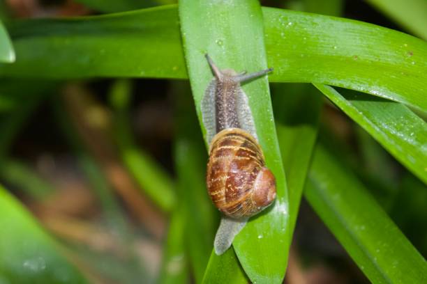 istock Santa Rosa, California snail, flowers. 962737540