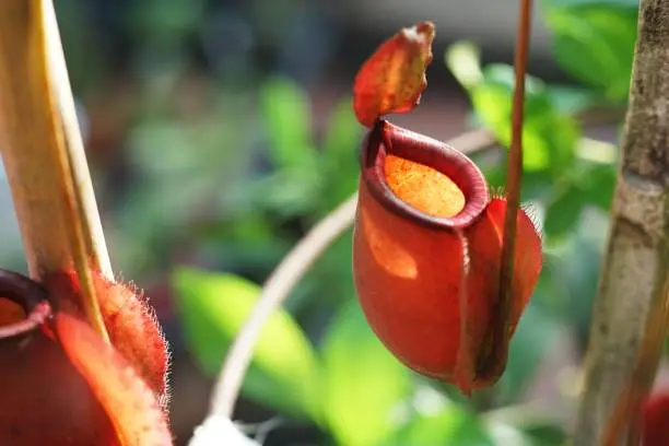 Tropical pitcher plant with many flower cups, carnivorous plant trapping and eating insect