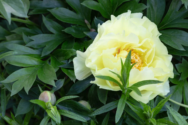 istock flowers colorful at springtime city park 962741348
