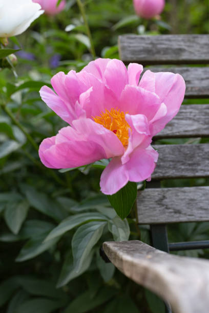 istock flowers colorful at springtime city park 962741466