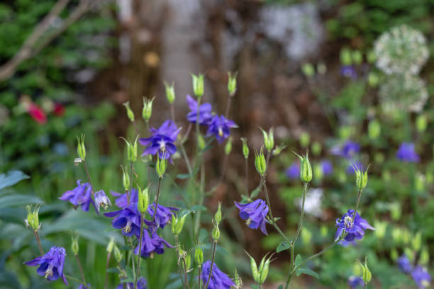 istock flowers colorful at springtime city park 962741528