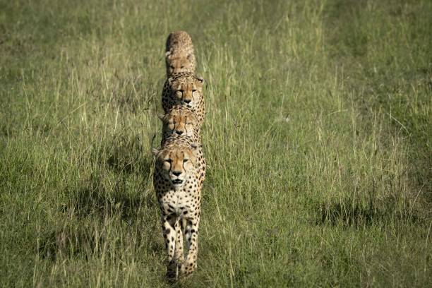 istock A group of cheetahs form an orderly line 962742954