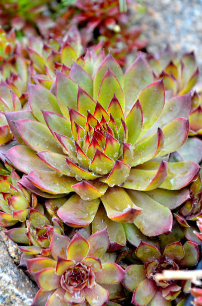 istock Hare cabbage on the stones. Plants on the rocks in the afternoon 962743740