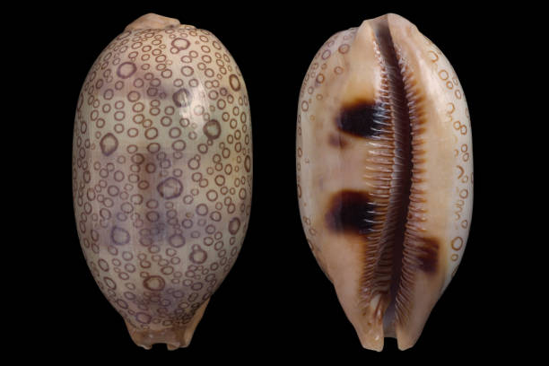istock Cypraea argus/eyed cowrie 962746996