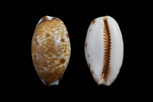 istock Cypraea lynx/lynx cowry 962747024