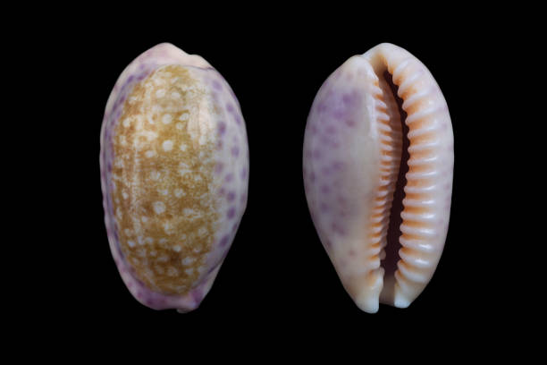 istock Ovatipsa chinensis/Chinese cowrie 962747090