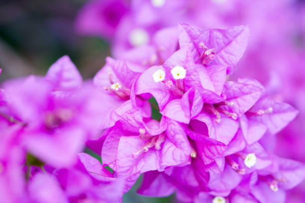 istock Purple Bougainvillea 962747404