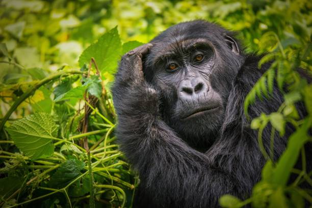 A close-up portrait of a female mountain gorilla, showing the details of her facial features, in its natural forest habitat in Uganda. stock photo
