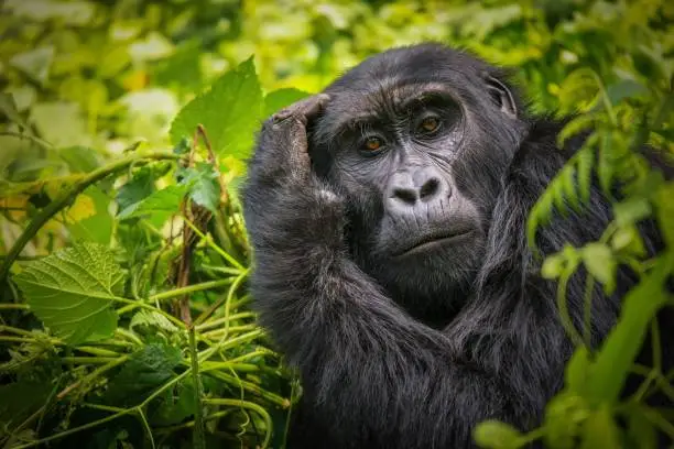 The facial expression of a mountain gorilla, as she appears to be scratching the top of her head with her hand, her hairy arm framing her face. Surrounded by dense green foliage.