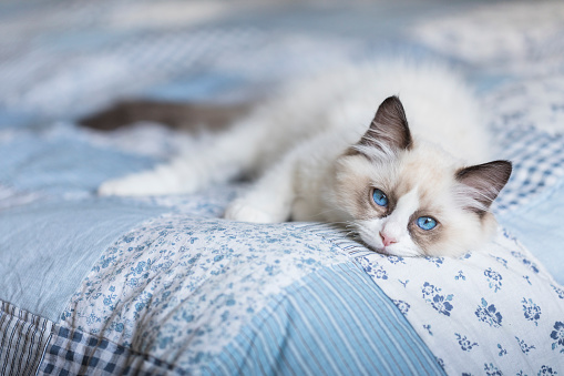 A cute ragdoll kitten resting on a blue patchwork quilt. The twelwe weeks old cat is brown and white with blue eyes.