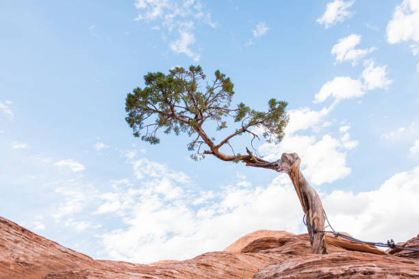 lone bristlecone tree growing in the sandstone rock with a cloudy blue sky in Arches National Park Utah