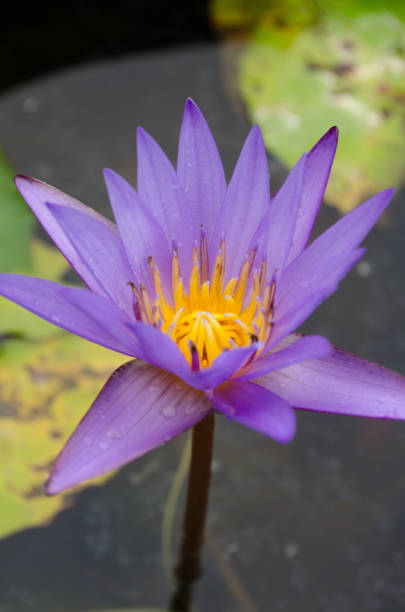 istock purple Lotus Flower float in the bloom 962748862