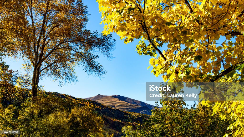 Herbstfarben in den Bäumen - Lizenzfrei Arrowtown Stock-Foto