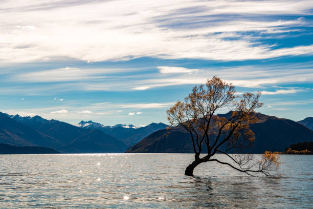 istock Tree in the lake at Wanaka 962753112