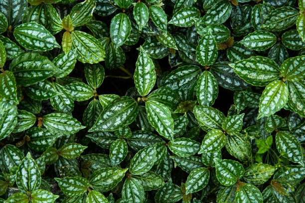 istock Wild mint outdoor view background 962753198